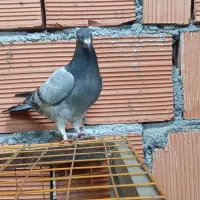 کبوتر مسافتی