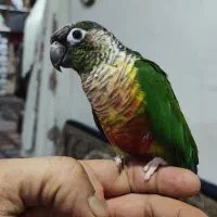 طوطی گرینچی کاملا رام ودستی