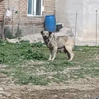 سگ ماده سرابی