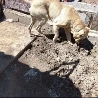 یک جفت سگ واگذار می شود