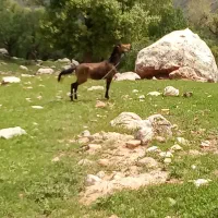 مادیون