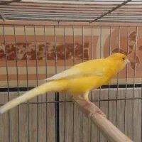 قناری نر و ماده نر سرخ رسمی ماده برفی تن نخورده