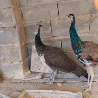 طاووس ۱۴ ماهه