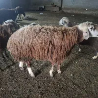 قوچ جوان فروشی قیمت ۶۵ وزن حدودا ۹۰