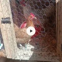 دو عدد مرغ تخم گذار جوان