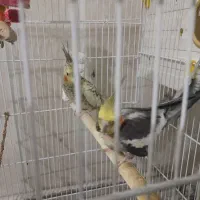 یک جفت عروس هلندی