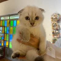 گربه اسکاتیش سیلور