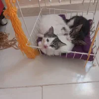 حیوانات خانگی گربه