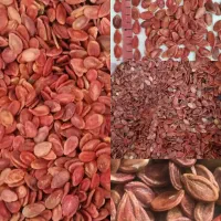 تخمه خام ژاپنی
