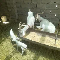 بز سانن اصل فرانسه ای ۲ماده بایک نر بز با ۳ بزقاله