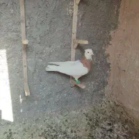 هفرنگ|پرنده|سبزوار, توحیدشهر|دیوار