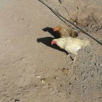 مرغ و خروس