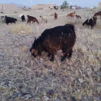 فروشی
