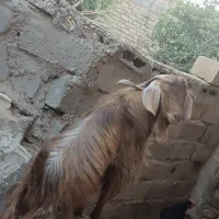 نری چاق پابندی هم بزری هم کشتن