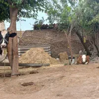 گاوهالشتاین ۳زیه