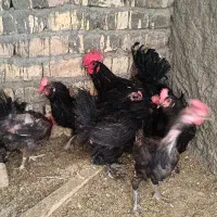 تخم مرغ مرندی و گلین