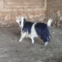فقط داشتی