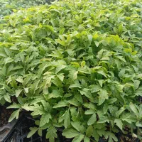 نشاء|گل و گیاه طبیعی|زنجان, |دیوار