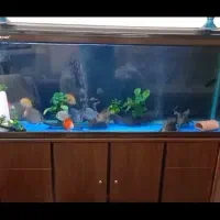 آکواریوم|ماهی|فردیس, شهرک ارم|دیوار