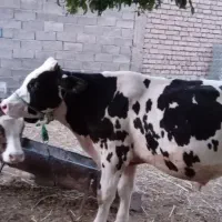 گاو نر