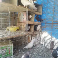 کبوتر|پرنده|اردکان, |دیوار