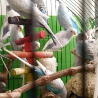 مرغ عشق اسپانگل
