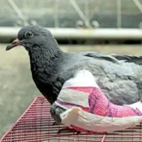 لوازم شکار پرنده)توضیحاتو بخون(