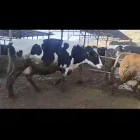 کارگر برا گاوداری