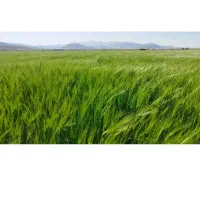 جو شانه ای فیروزاباد داخل گونی