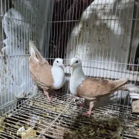 کفتر رنگه