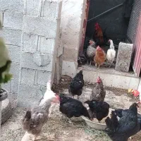 مرغ و خروس