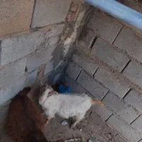 دوعدد بز غاله