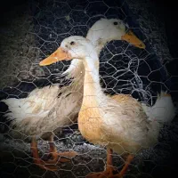 فروش اردک