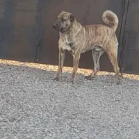 واگذاری توله سگ افغان اصیل