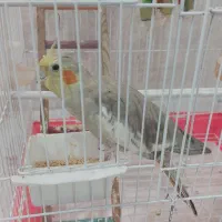 عروس هلندی نر
