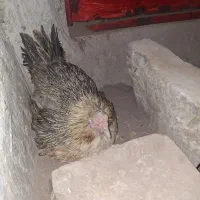 مرغ کرک و ۱۴ تا جوجه گلین محلی