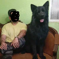 پادشاه سیاه بلک ژرمن شپهرد