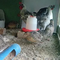 خروس لاکنزی