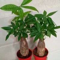 بنسای جنسینگ/بنسای پاچیرا تنه دار