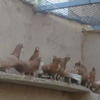 کفتر پرشی