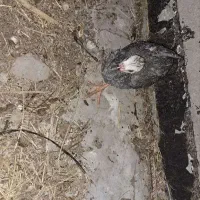 جوجه  مرغ شاخی در هر اندازه