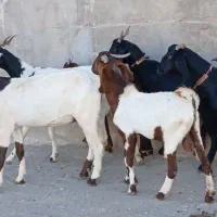 شاه بز زایده