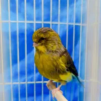 فنچ قناری فروش یا معاوضه با آکواریوم و ماهی