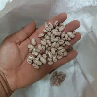 لوبیا چیتی