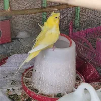 مرغ عشق پروانه ای ماده وکبوتر خانگی