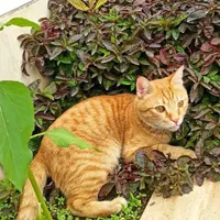 گربه گمشده|گربه|برازجان, |دیوار