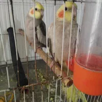 دوتا عروس هلندی زیبا،کم سن، با قفس و وسایل