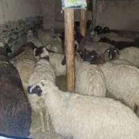 خریدوفروش حیوان بصورت نقد