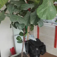 گل فیکوس لیترا