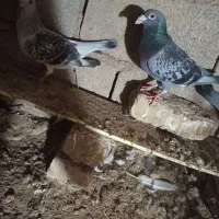 کفتر|پرنده|تربت جام, معدآباد|دیوار